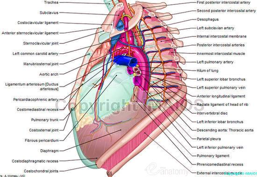 diagram of human anatomy mediastinum left view illustration large
