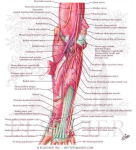 diagram of human anatomy muscles arm tkdcw