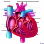 diagram of human heart