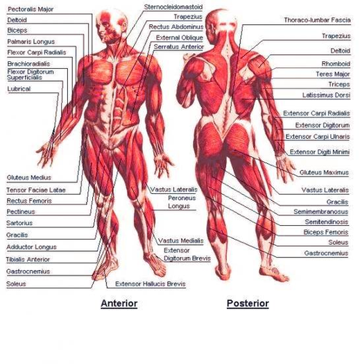 diagram of human muscular system