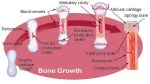 diagram of illu bone growth