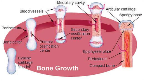 diagram of illu bone growth
