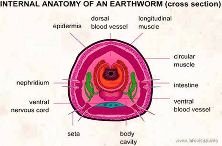 diagram of internal anatomy earthworm cross