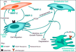 diagram of mmps and cancer