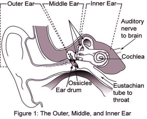 diagram of nasa middle ear