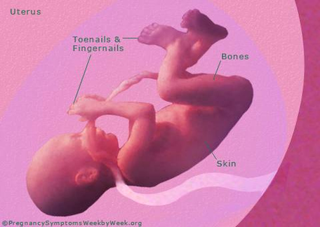 diagram of pregnancy weeks pregnant fetus development
