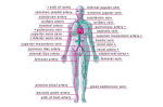 diagram of principal veins arteries