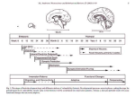 diagram of px human brain development timeline