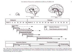 diagram of px human brain development timeline | Anatomy System - Human ...