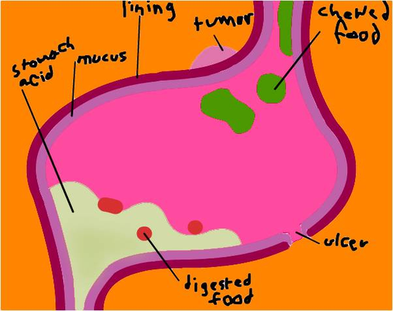 diagram of random stomach anatomy