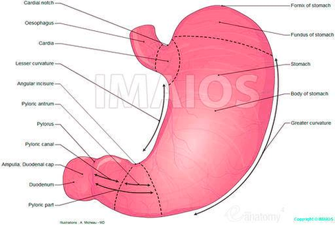 diagram of stomach