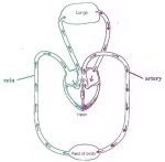 diagram of the blood flow around the body