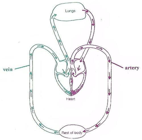 diagram of the blood flow around the body