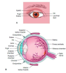 diagram of the human eye and internal anatomy of the eyeball