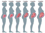 diagram of the stages of pregnancy month by month