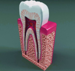 diagram of tooth anatomy abaelarge