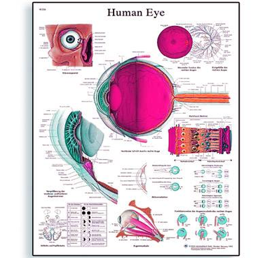 diagram of vrl human eye chart