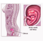 diagram of week pregnancy