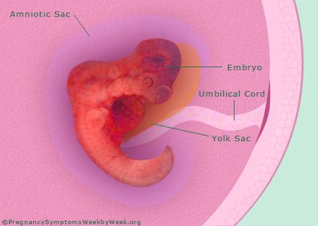 diagram pregnancy weeks pregnant embryo development
