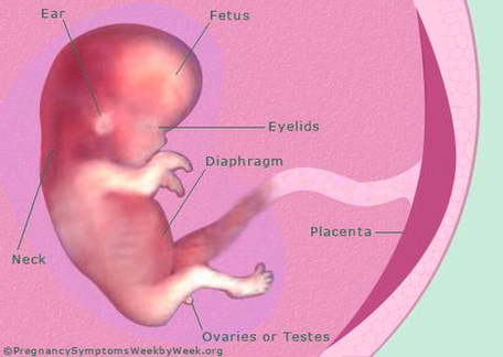 diagram pregnancy weeks pregnant fetus development