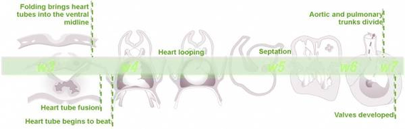 diagram px basic heart development timeline