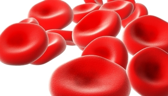 diagram red blood cells