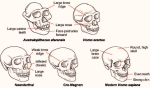 diagram skull comparison