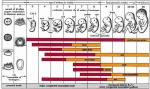 diagram stages pregnancy