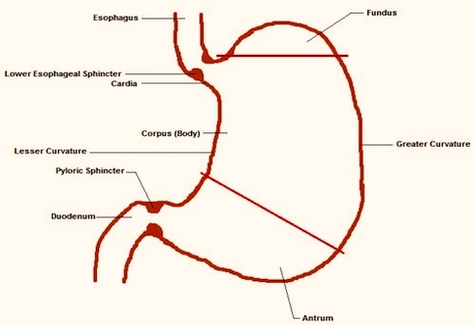 diagram stomach anatomy eric leung