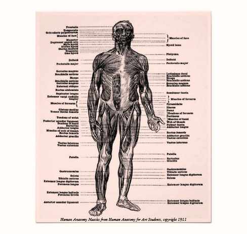 diagram vintage human anatomy muscles print rfecfcceedf vmd byvr ...