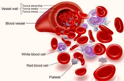 diagram white blood cells