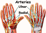 diagram wrist anatomy arteries