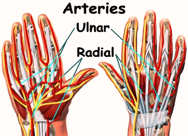 diagram wrist anatomy arteries