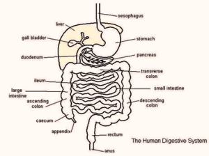 digestive | Anatomy System - Human Body Anatomy diagram and chart images