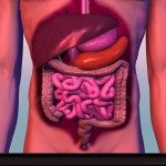 digestive system