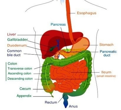 digestive system diagram crop