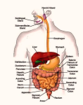 digestive system diagram1