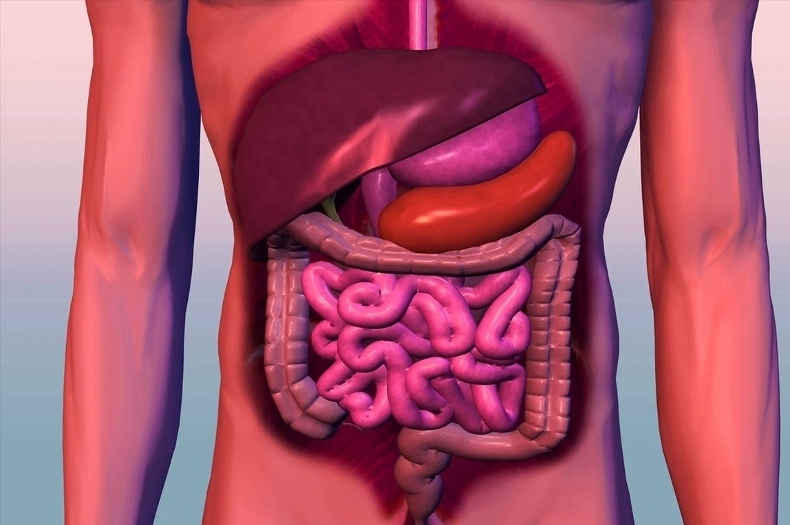digestive system | Anatomy System - Human Body Anatomy diagram and