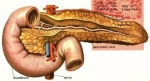 dm pancreas and islets