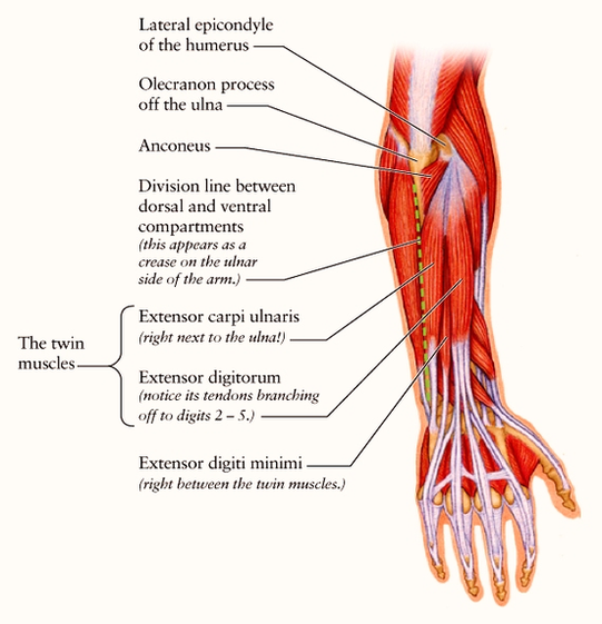 dorsal forearm diag flat