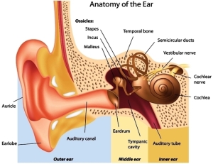ear anatomy | Anatomy System - Human Body Anatomy diagram and chart images