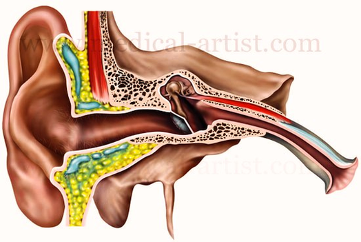 ear anatomy illustration