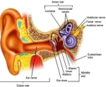 ear anatomy1