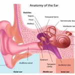 ear diagram