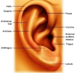 ear outside