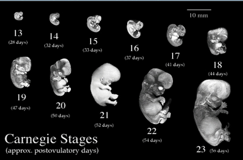early embryo amnion still