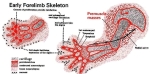 early forelimb skeleton and flesh