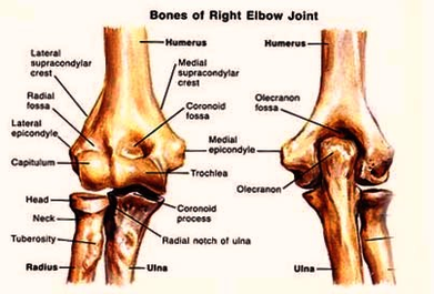 elbow joint diagram