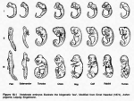 elements molecular neurobiology