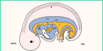 embryo anatomy photos